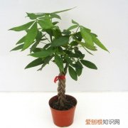 发财树北方能养活吗 北方地区发财树如何养殖