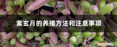 紫玄月的养殖方法和注意事项月吊兰怎么养 紫玄月的养殖方法和注意事项