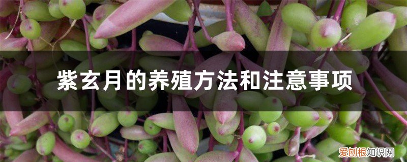紫玄月的养殖方法和注意事项月吊兰怎么养 紫玄月的养殖方法和注意事项
