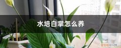 水培白掌怎么养才茂盛 水培白掌怎么养