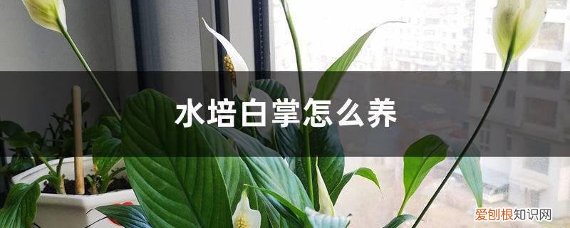 水培白掌怎么养才茂盛 水培白掌怎么养