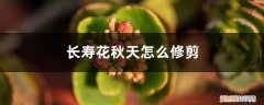 长寿花秋天怎么修剪好看 长寿花秋天怎么修剪