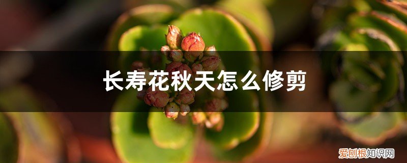 长寿花秋天怎么修剪好看 长寿花秋天怎么修剪