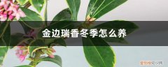 金边瑞香冬季怎么养护和管理 金边瑞香冬季怎么养