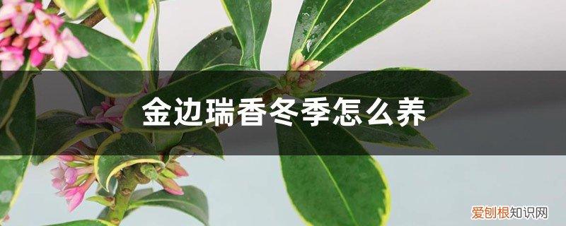 金边瑞香冬季怎么养护和管理 金边瑞香冬季怎么养