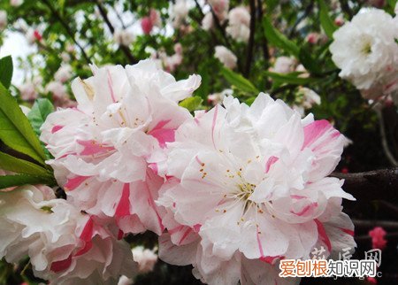 观赏桃花有什么特点 观赏桃花的主要品种有哪些?
