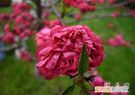 观赏桃花有什么特点 观赏桃花的主要品种有哪些?