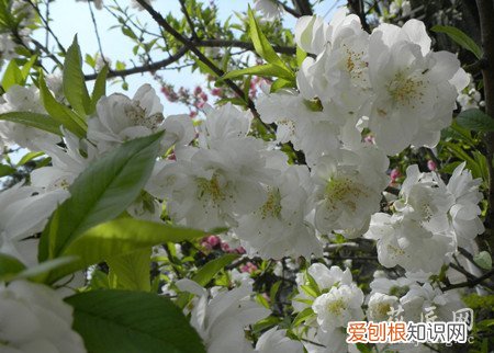 观赏桃花有什么特点 观赏桃花的主要品种有哪些?
