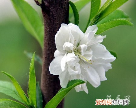 观赏桃花有什么特点 观赏桃花的主要品种有哪些?