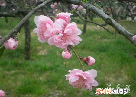 观赏桃花有什么特点 观赏桃花的主要品种有哪些?