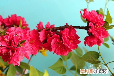 观赏桃花有什么特点 观赏桃花的主要品种有哪些?