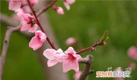 观赏桃花有什么特点 观赏桃花的主要品种有哪些?