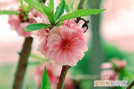 观赏桃花有什么特点 观赏桃花的主要品种有哪些?