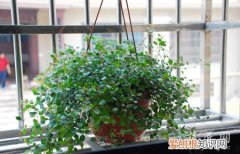 吊兰的种类有几种 你知道几个？