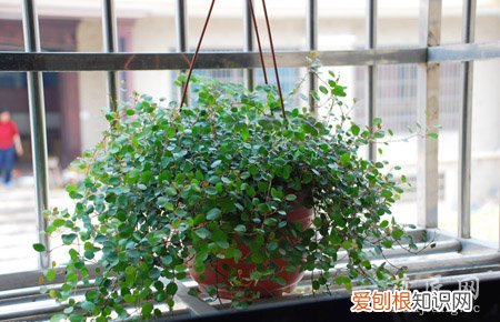 吊兰的种类有几种 你知道几个？
