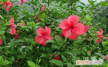 扶桑开花吗 如何让扶桑多开花呢?