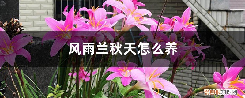 风雨兰的养法 风雨兰秋天怎么养
