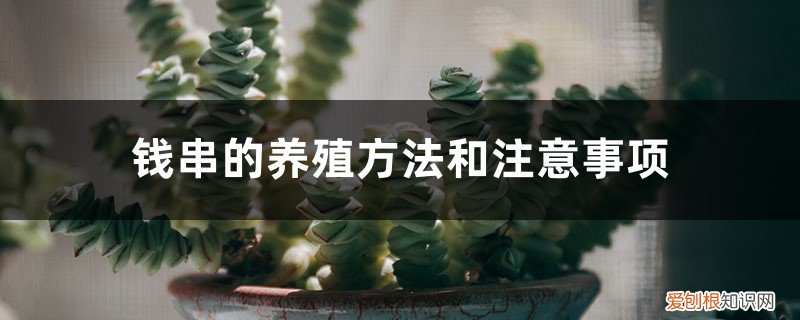 钱串的种植方法及养护 钱串的养殖方法和注意事项