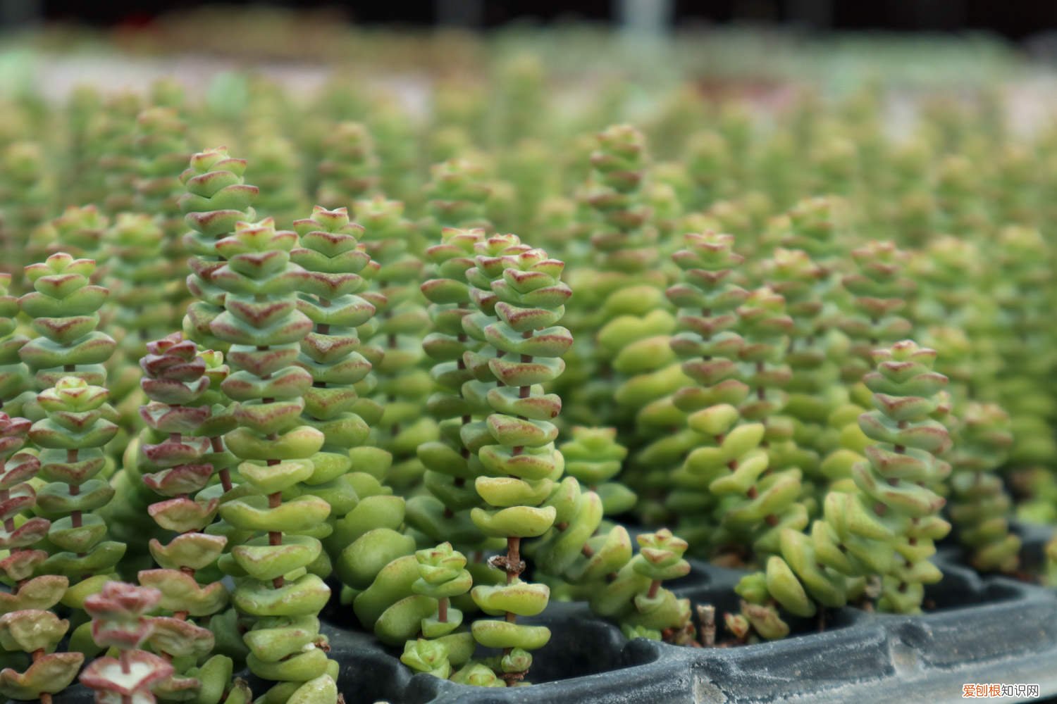 钱串的种植方法及养护 钱串的养殖方法和注意事项