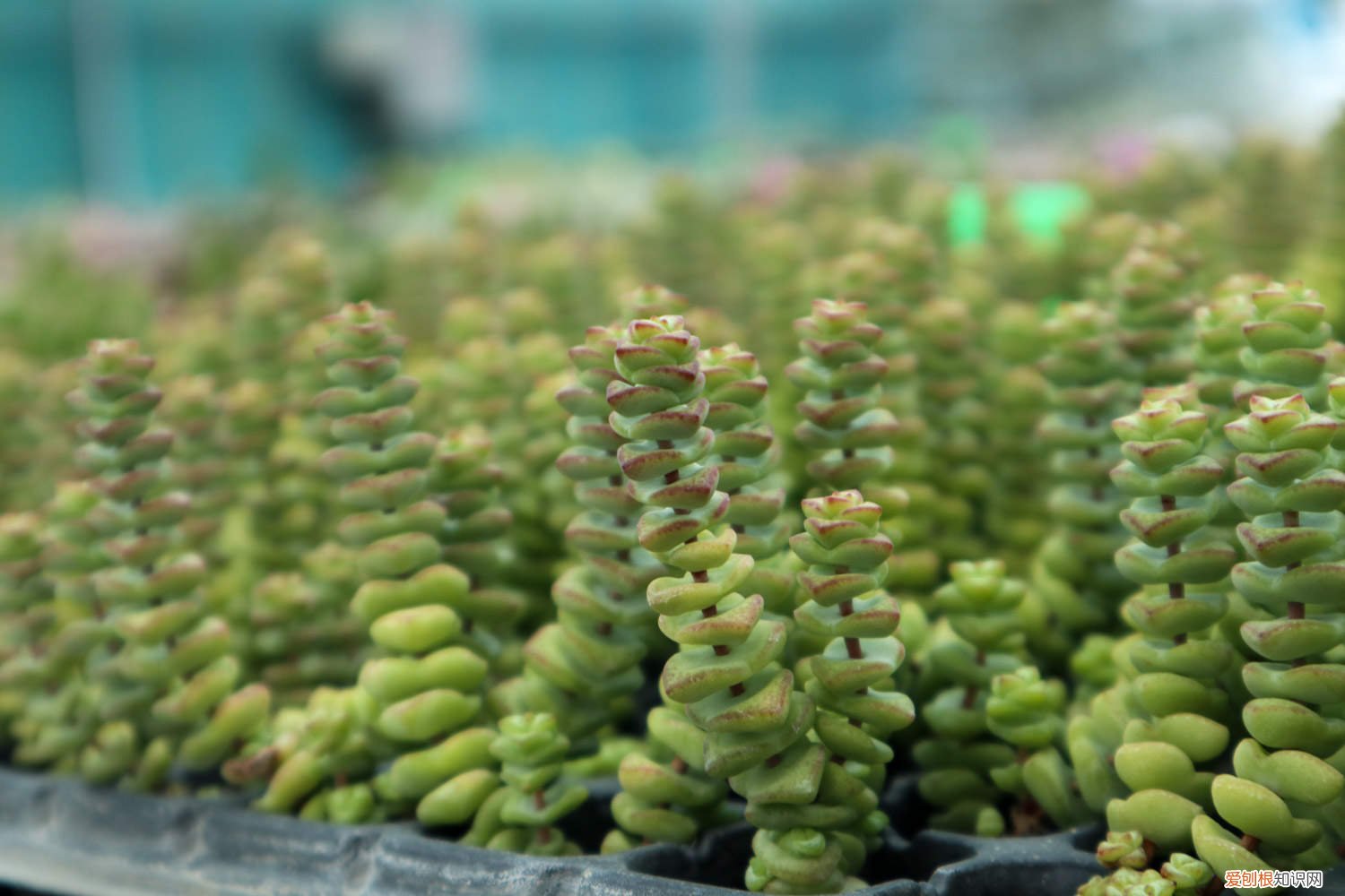 钱串的种植方法及养护 钱串的养殖方法和注意事项
