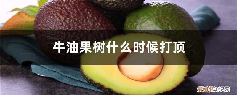 牛油果打顶是将顶部剪去吗 树形整形方法 牛油果树什么时候打顶