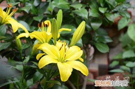 百合应如何保鲜 运输过程中的百合如何保鲜