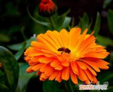 万寿菊种子种植 万寿菊种子的选择