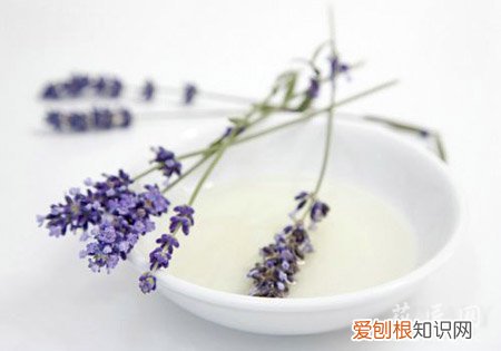 家里种芦荟有什么好处 家里种芦荟有那些好处