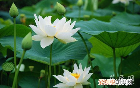 荷花不开花怎么回事 如何防治盆栽荷花不现蕾不开花呢？