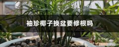 袖珍椰子什么时候换盆 袖珍椰子换盆要修根吗，几月份换盆？