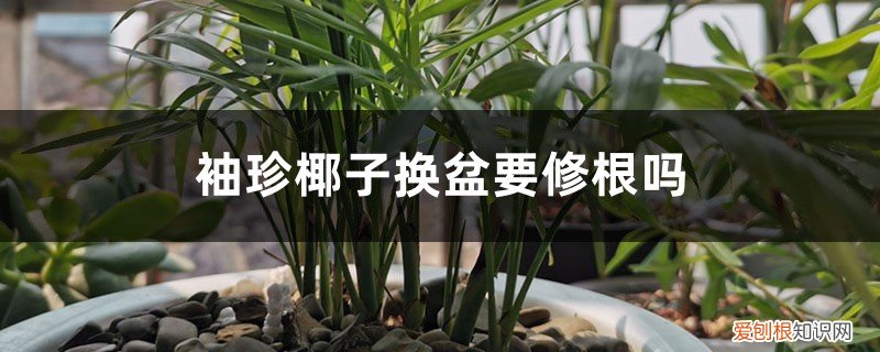 袖珍椰子什么时候换盆 袖珍椰子换盆要修根吗，几月份换盆？
