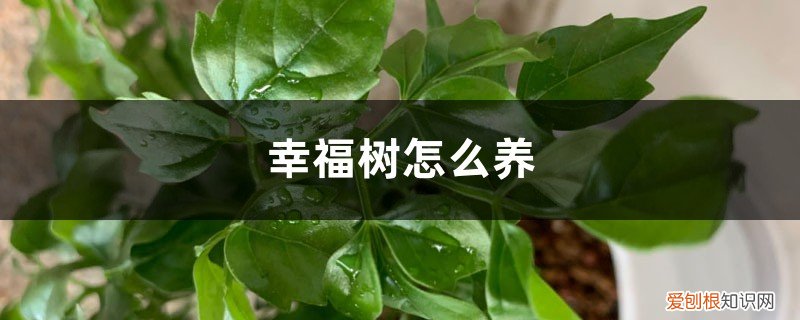 幸福树怎样养叶子才茂盛 幸福树怎么养才茂盛：多久浇一次水，叶子卷曲下垂怎么办？