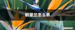 鹤望兰怎么养才能开花 鹤望兰怎么养
