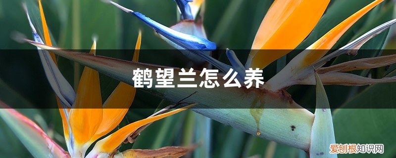 鹤望兰怎么养才能开花 鹤望兰怎么养