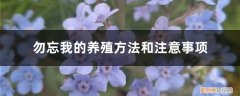 勿忘我的养殖方法和注意事项有哪些 勿忘我的养殖方法和注意事项