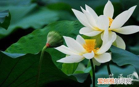 冬季荷花养殖方法和注意事项 荷花过冬要如何管理?