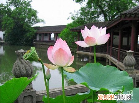 种植荷花用什么肥好 盆栽荷花施肥技巧有哪些?