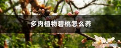 碧桃多肉用什么土养 多肉植物碧桃怎么养