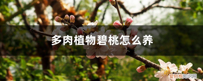 碧桃多肉用什么土养 多肉植物碧桃怎么养