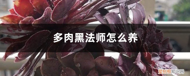 多肉黑法师怎么养,如何扦插,繁殖 多肉黑法师怎么养,如何扦插、繁殖?
