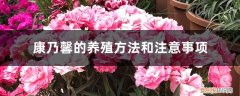 康乃馨的养殖方法和注意事项养殖日记 康乃馨的养殖方法和注意事项
