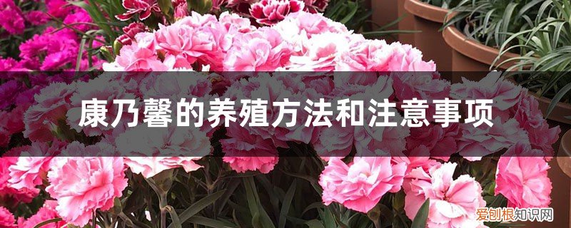 康乃馨的养殖方法和注意事项养殖日记 康乃馨的养殖方法和注意事项