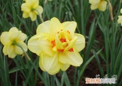 盆栽洋水仙冬季养护 洋水仙的栽培养护技巧有哪些？