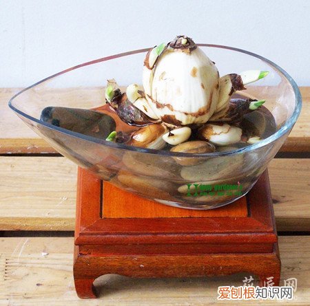 水仙花水培养殖方法和注意事项 图文 水仙水培方法