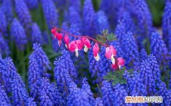 风信子花开过后怎么处理 风信子开花后应该怎么处理