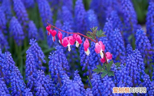 风信子花开过后怎么处理 风信子开花后应该怎么处理