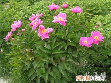 芍药栽培技术要点 芍药栽培八步骤是什么