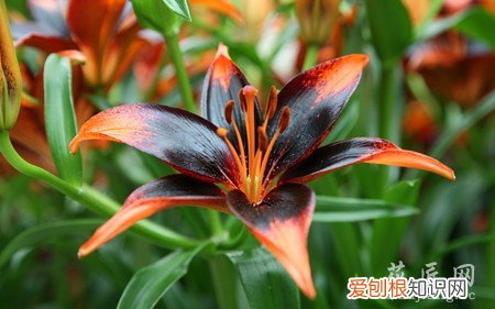 百合开花后应该怎么处理视频 百合开花后应该怎么处理