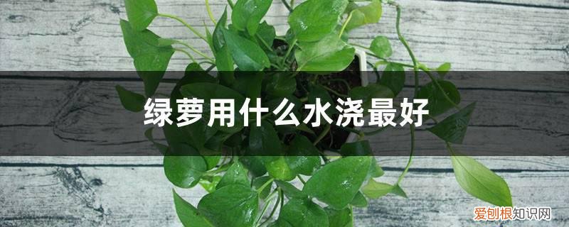 绿萝浇什么水最好? 绿萝用什么水浇最好