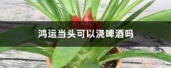 鸿运当头啤酒浇水视频 鸿运当头可以浇啤酒吗